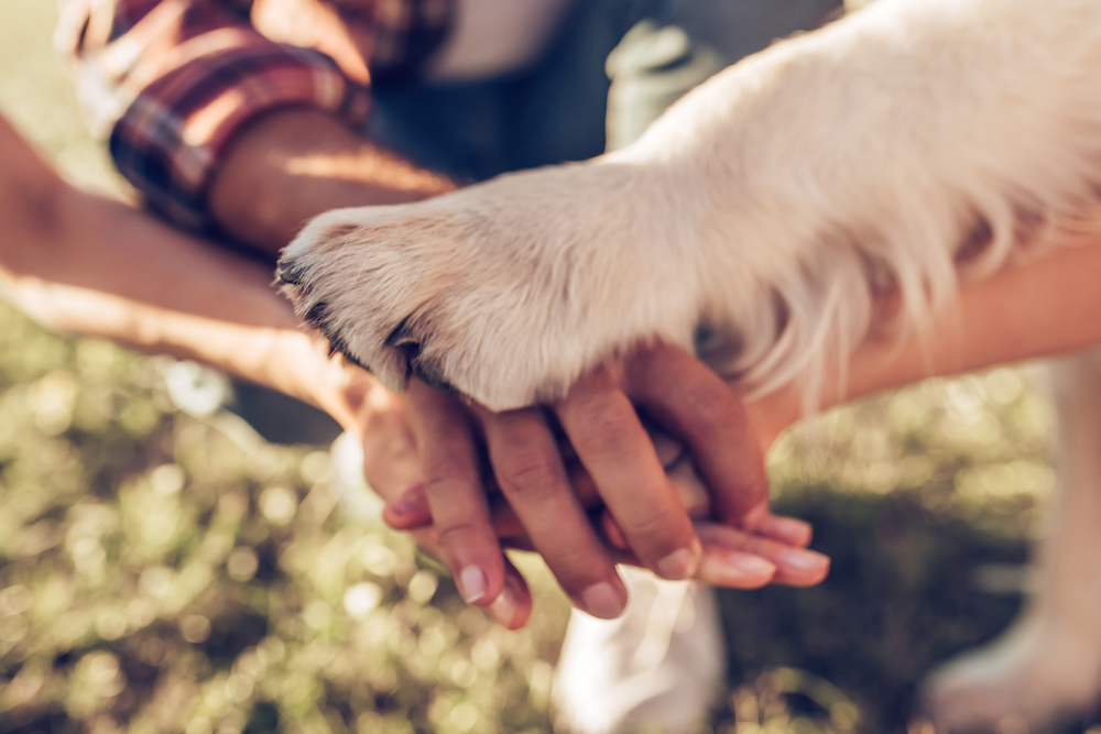 L’ALIMENTAZIONE DEGLI ANIMALI