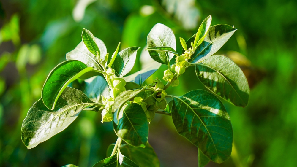 IL GINSENG CONTRO LO STRESS