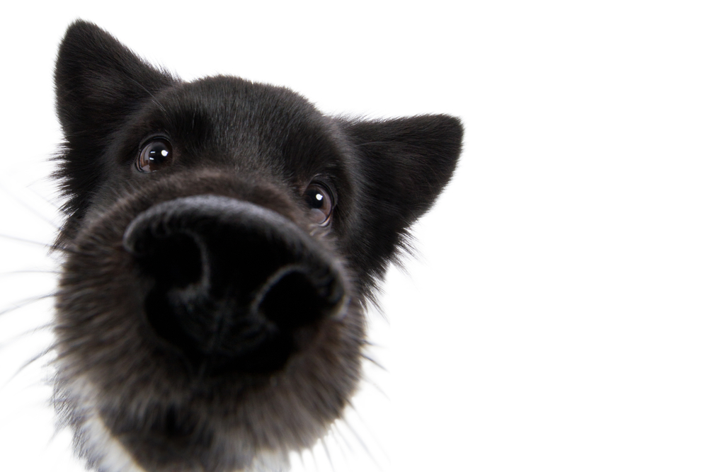 CANE: IL SUO FIUTO COME ALLEATO PER LA NOSTRA SALUTE