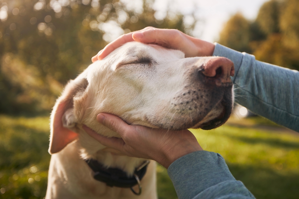 COME I NOSTRI CANI MIGLIORANO LA SALUTE