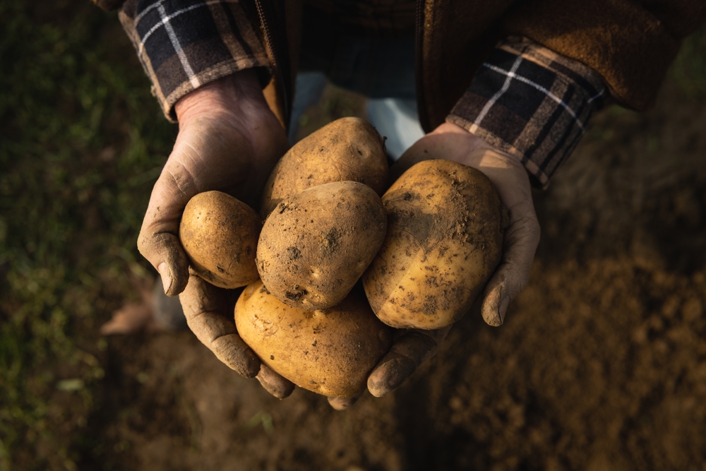 LA PATATA: ECCELLENTE FONTE DI NUTRIENTI