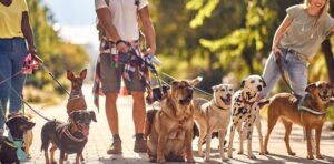 Group,Of,Young,Students,Dog,Walkers,Working,Together,Outside,With