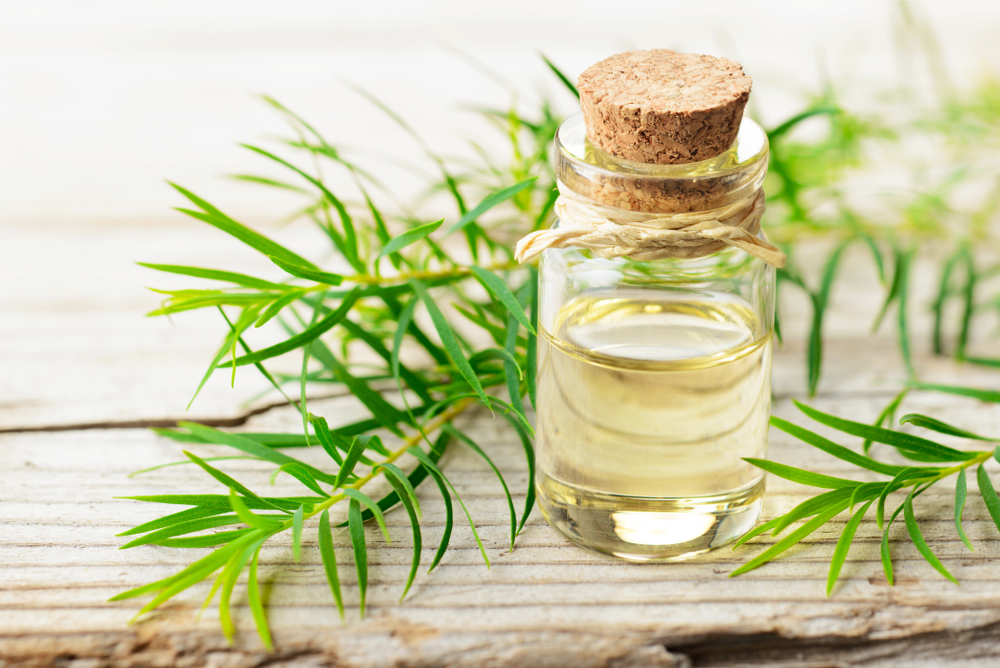 TEA TREE OIL: COS’È, PROPRIETÀ E BENEFICI