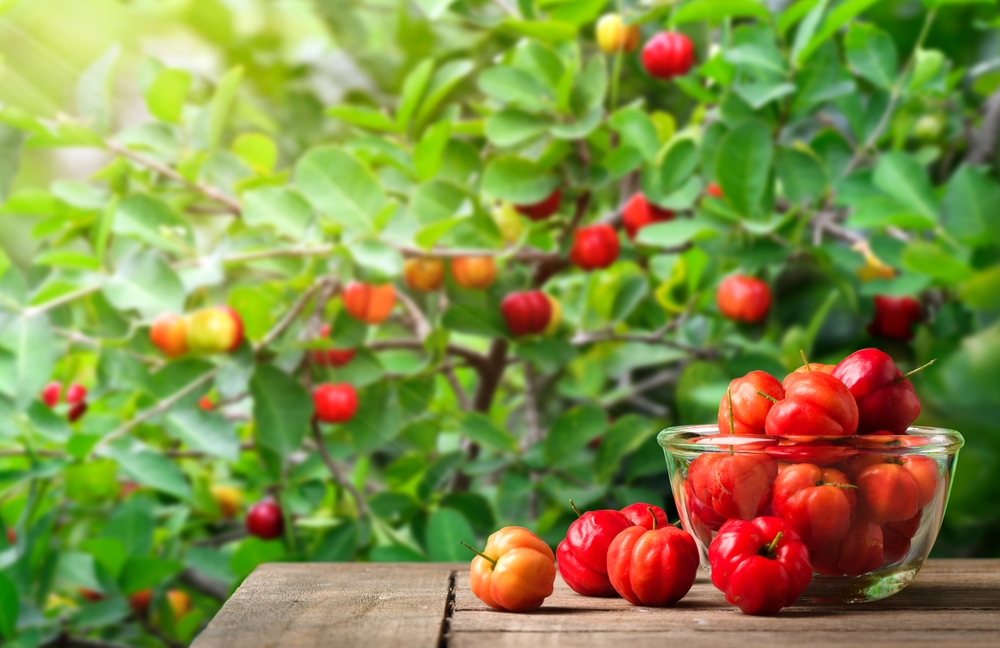 Acerola: una fonte di vitamina C naturale