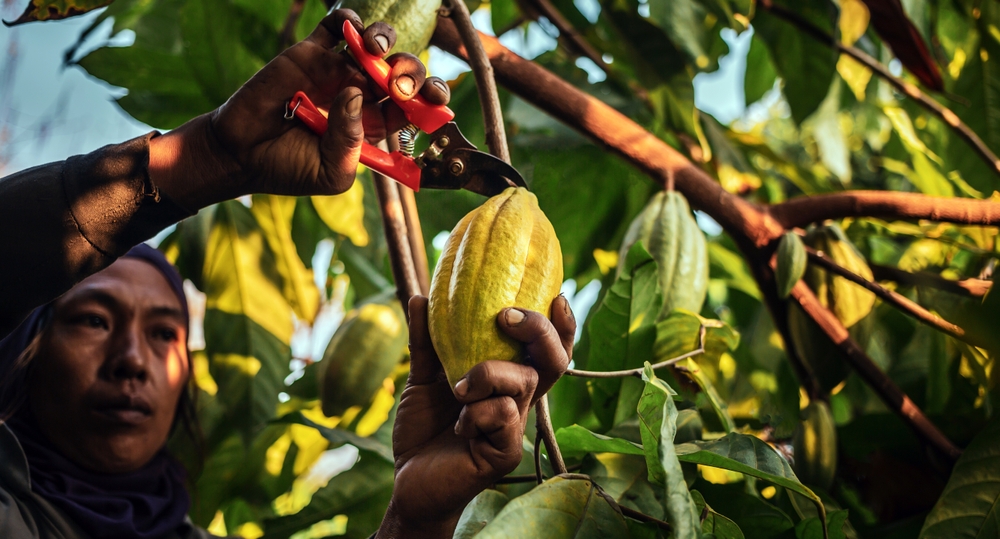 Pacha de cacao: estrarre la dolcezza dal cacao