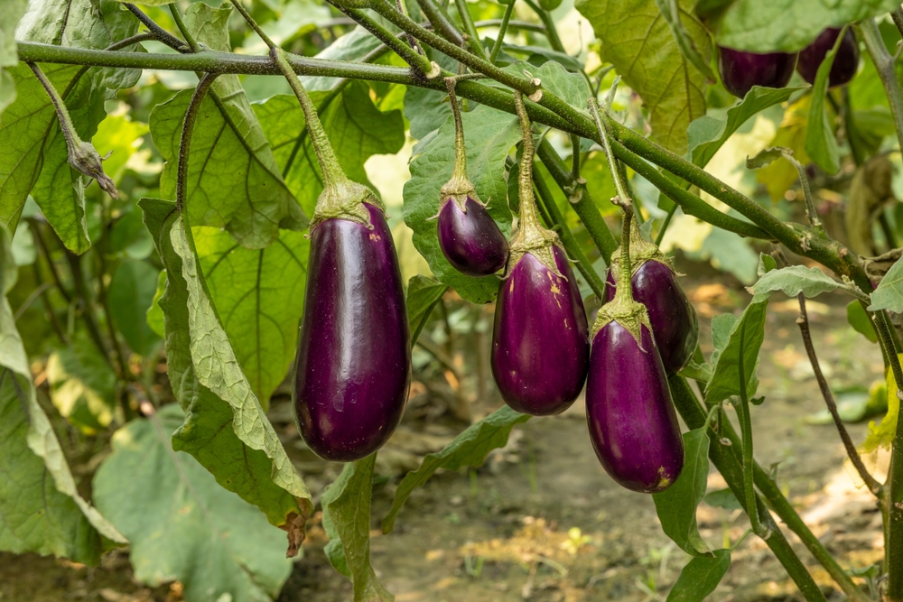 L'ortaggio del mese: le melanzane