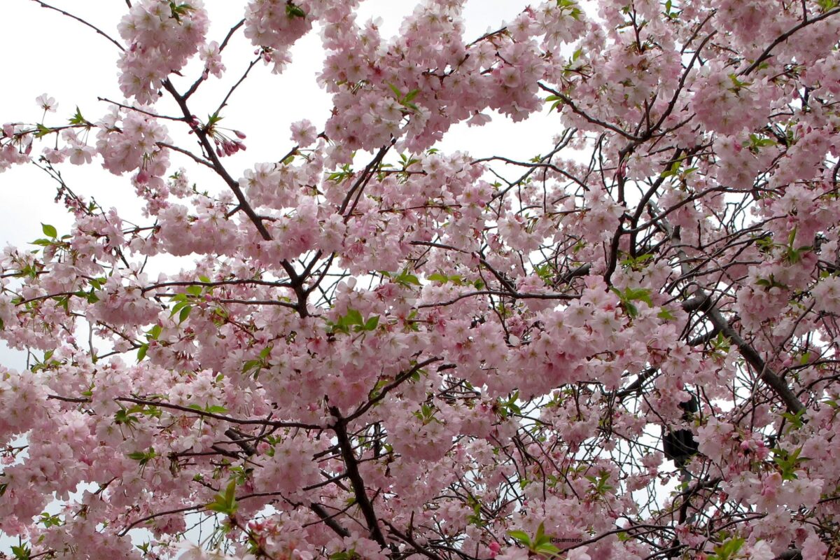 Primavera vista